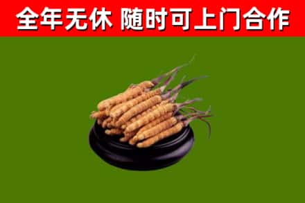 内江市回收冬虫夏草