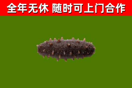 内江市回收海参干